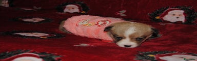 Welsh Corgi Pembroke Puppy 1