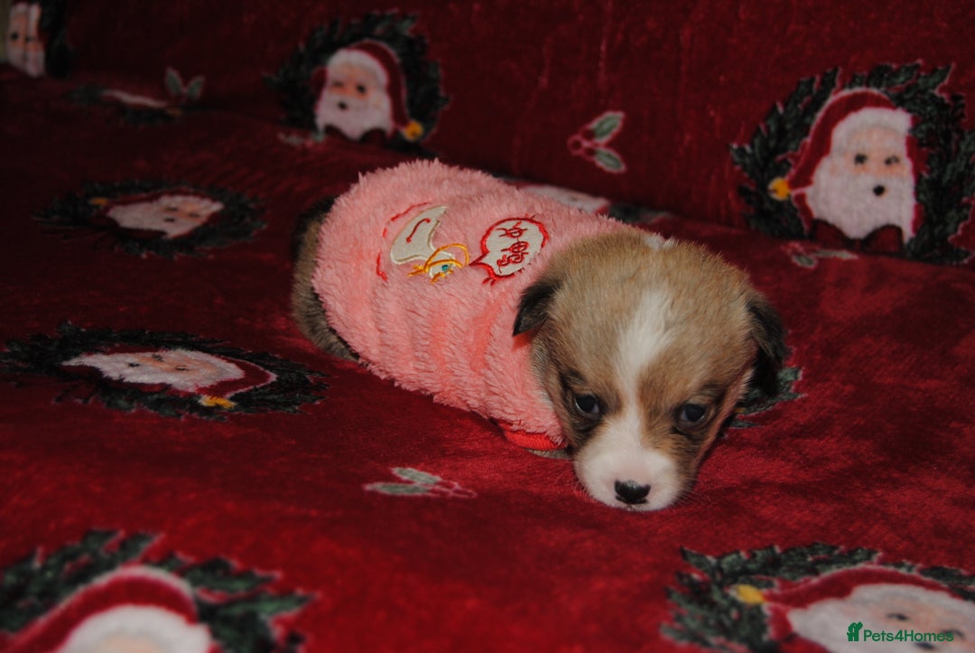 Welsh Corgi Pembroke dogs for sale: Welsh Pembroke Corgi Puppies - Girls Available - Advert 23