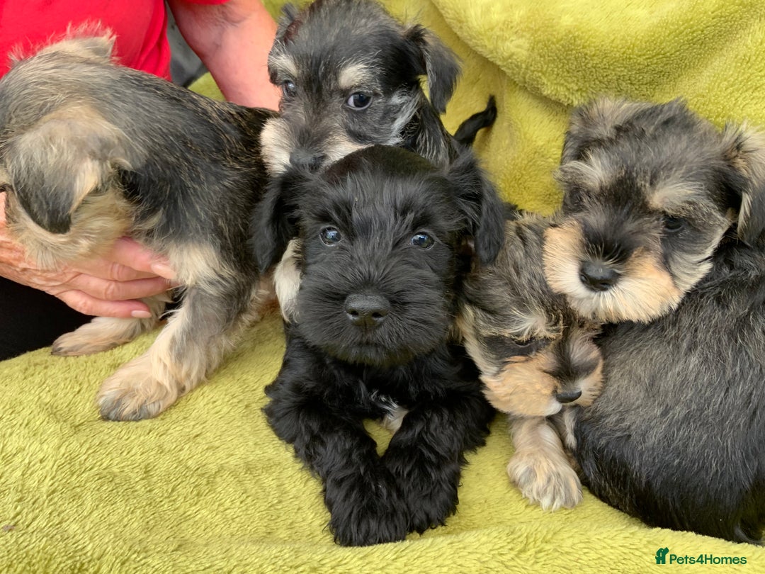 Miniature Schnauzer dogs for sale: Happy healthy miniature Schauzer puppies - Image 36