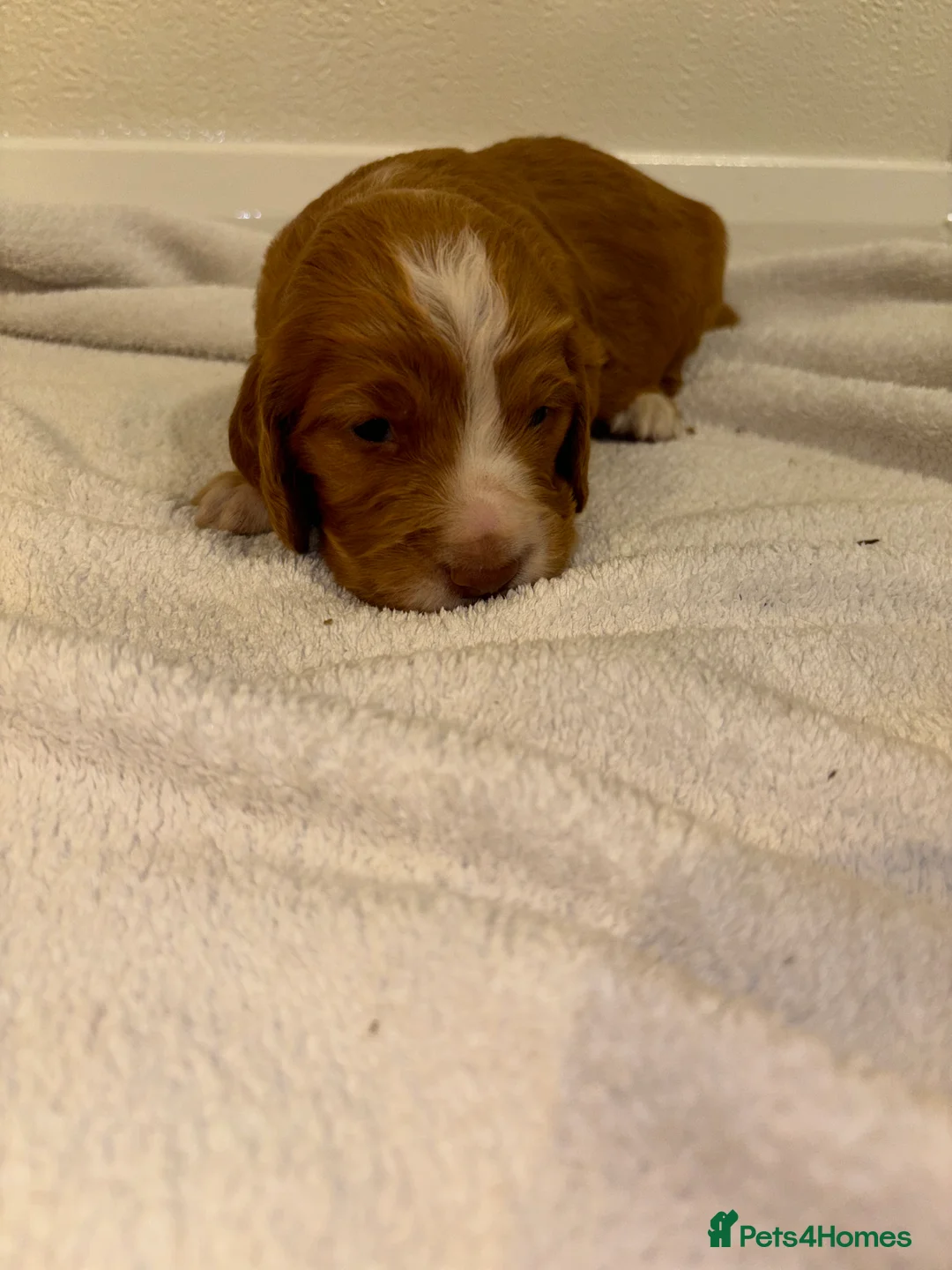 Cocker Spaniel dogs for sale: Working type cocker spaniel puppys - Advert 16
