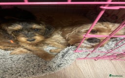 Cockapoo dogs for sale: Cuddly, cute, calm, sable Cockapoo puppies  - Image 34
