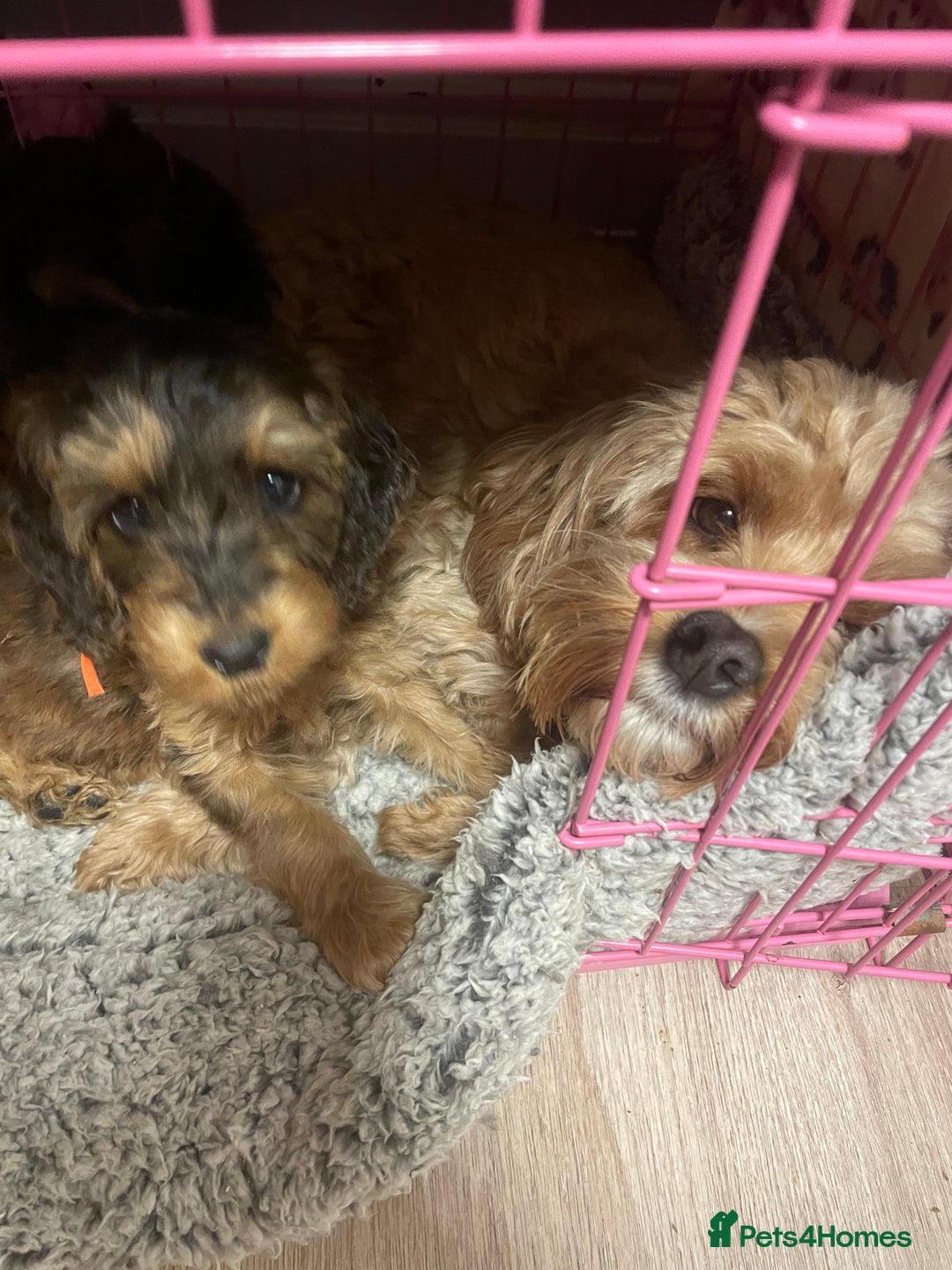 Cockapoo dogs for sale: Cuddly, cute, calm, sable Cockapoo puppies  - Image 34