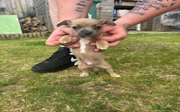 Mixed Breed dogs for sale: French Bull Jacks  (4 x boys 1 x girl) - Image 20