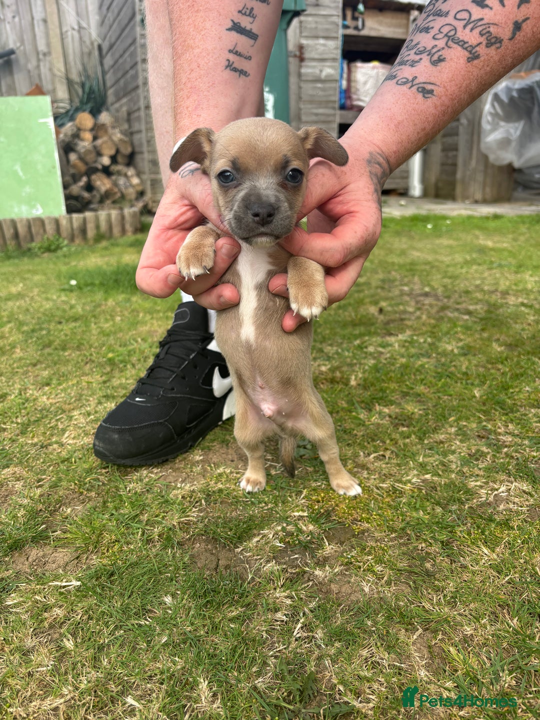 Mixed Breed dogs for sale: French Bull Jacks  (4 x boys 1 x girl) - Image 20
