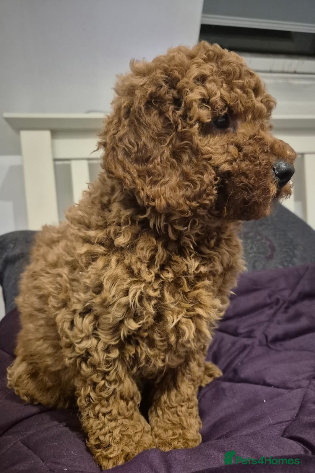 Mini Goldendoodle dogs Miniature golden doodles ready now - Advert 1