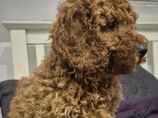 Mini Goldendoodle dogs Miniature golden doodles - Advert 1