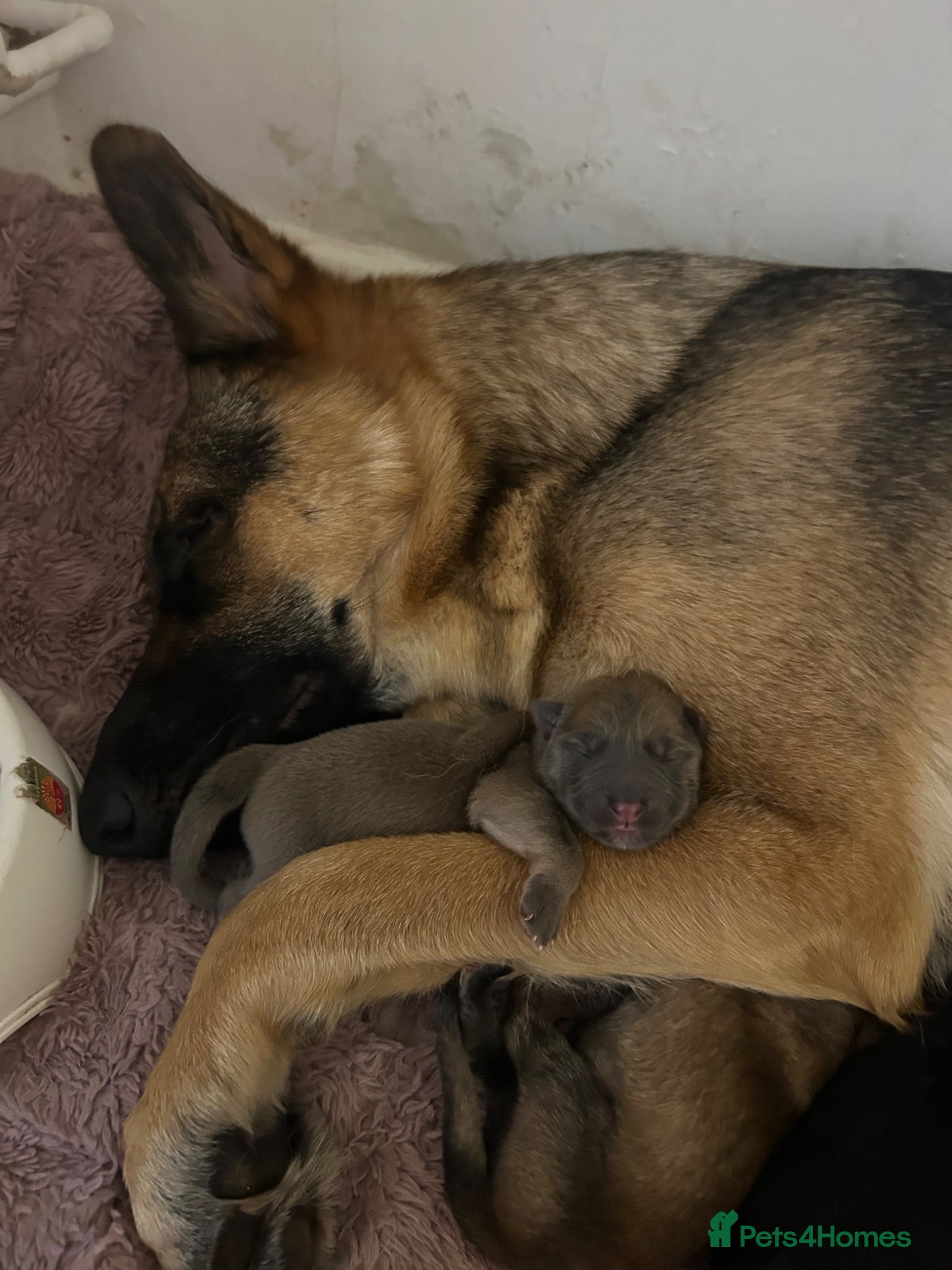 Mixed Breed dogs 8 beautiful healthy  puppies ,  German shepherd  - Advert 2