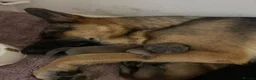 Mixed Breed dogs for sale: 8 beautiful healthy  puppies ,  German shepherd  - Advert 5