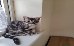 British Shorthair cats for sale: Ready to collect, British Shorthair Silver Tabby in Rochester - Image 9