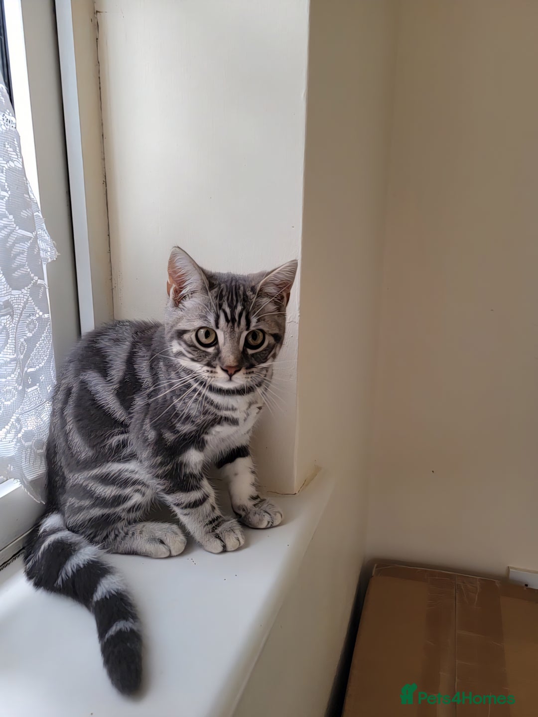 British Shorthair cats for sale: Ready to collect, British Shorthair Silver Tabby in Rochester - Image 9