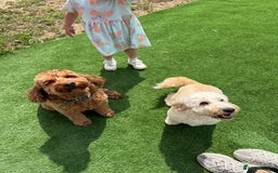 Cockapoo dogs for sale: 5 yr old Cockapoo & 1 year old Cockapoo - Image 7