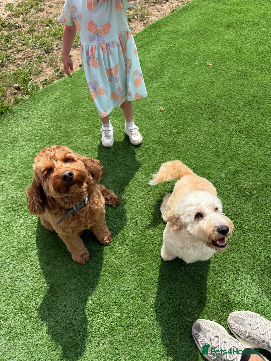 Cockapoo dogs for sale: 5 yr old Cockapoo & 1 year old Cockapoo - Image 7