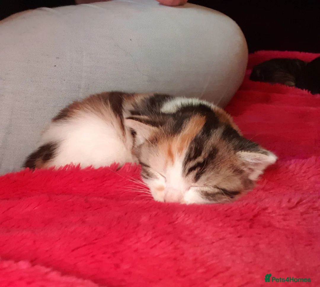 British Shorthair cats for sale: 4 incredibly stunning kittens - Advert 12