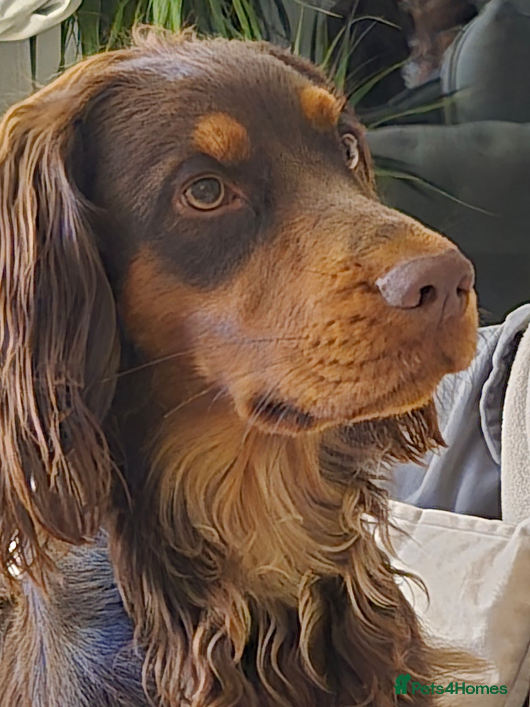 Cocker Spaniel dogs for stud: Working cocker spaniel - Image 3
