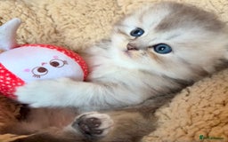 Scottish Fold cats for sale: 🌟🌟🌟🌟🌟Pedigree Scottish Fold Kittens - Image 9