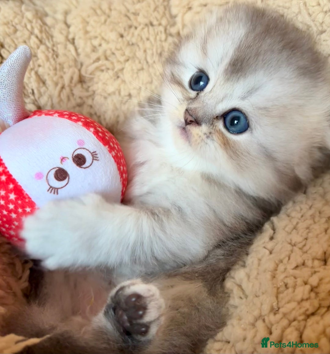 Scottish Fold cats for sale: 🌟🌟🌟🌟🌟Pedigree Scottish Fold Kittens - Image 9