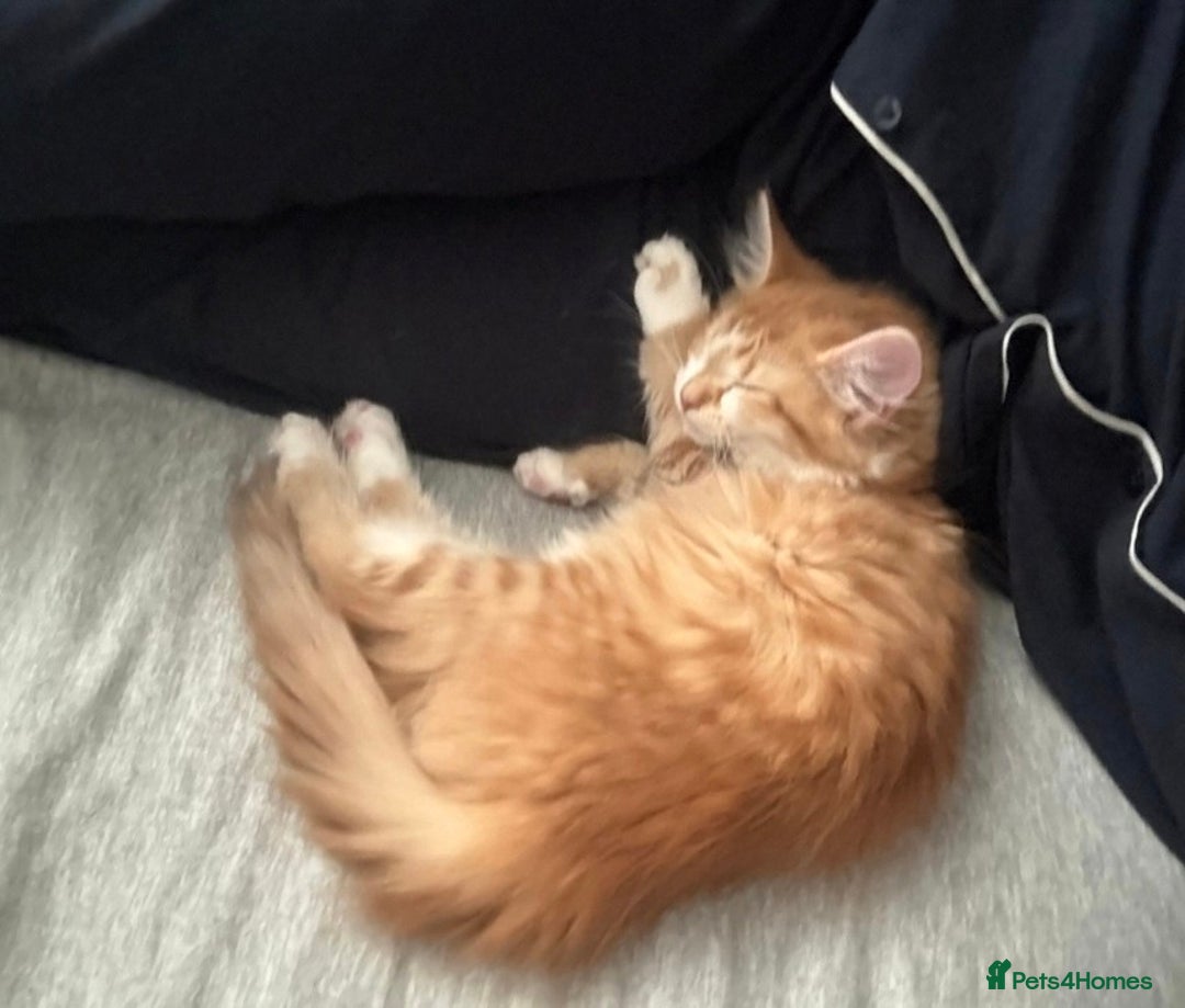 Maine Coon cats for sale: Beautiful Part Maine Coon Female Kitten - Image 12