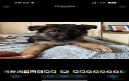 German Shepherd dogs for sale: 6 beautiful long haired German Shepards for sale! - Image 2