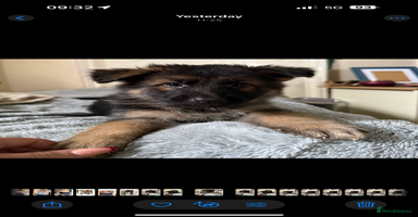 German Shepherd dogs - Advert 3