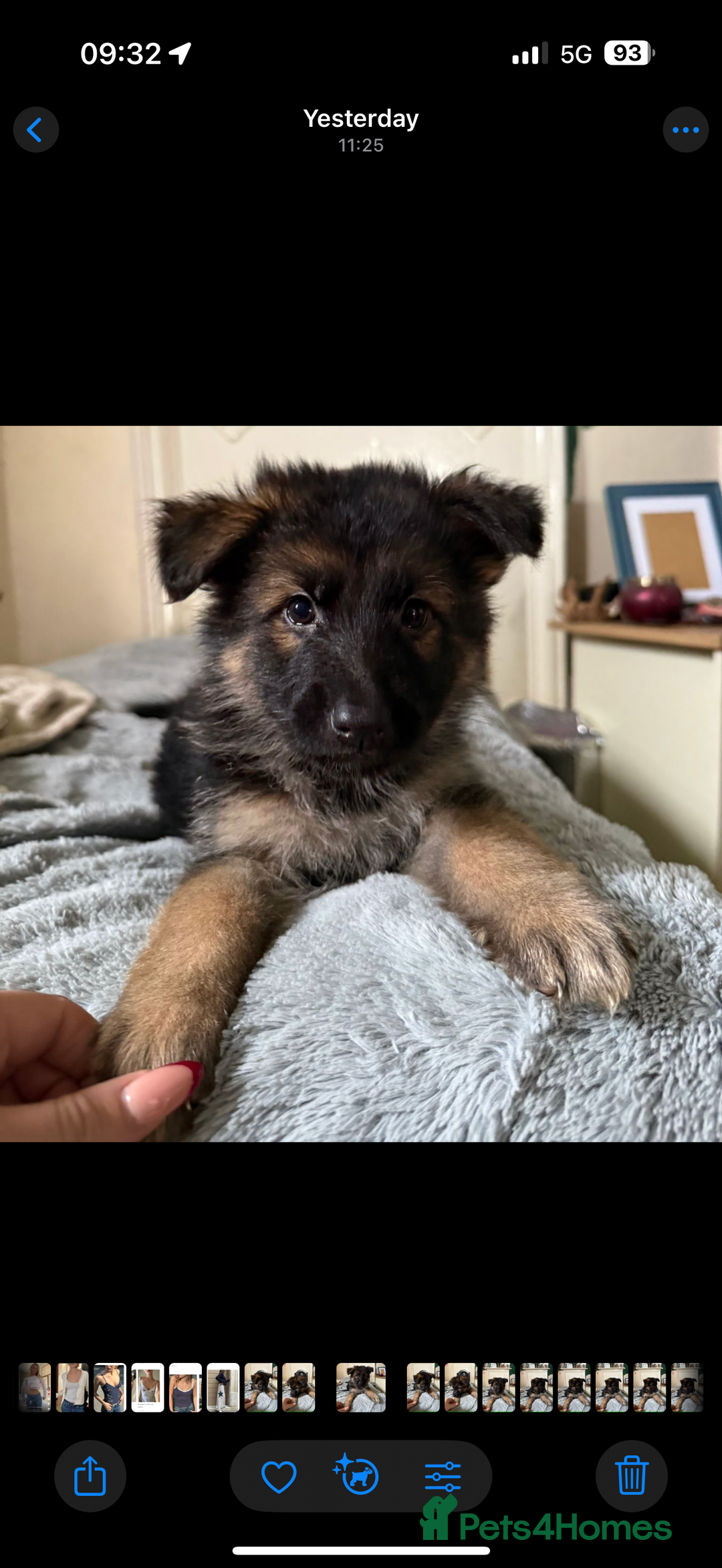 German Shepherd dogs for sale: 6 beautiful long haired German Shepards for sale! - Image 2