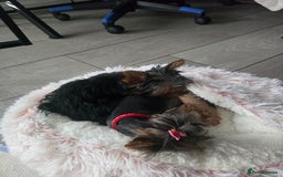 Yorkshire Terrier dogs for sale: Tiny gorgeous baby yorkies  - Image 24