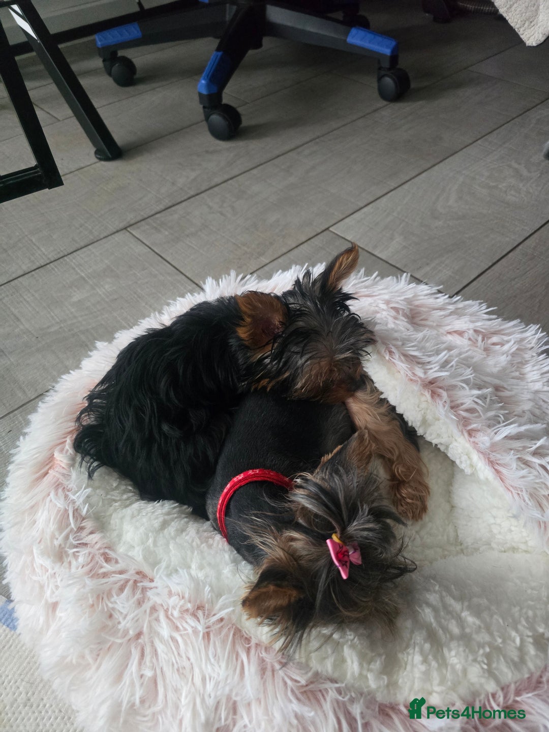Yorkshire Terrier dogs for sale: Tiny gorgeous baby yorkies  - Image 24