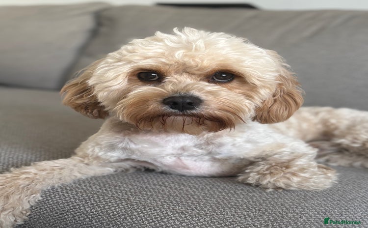 Cavapoo dogs - Advert 10