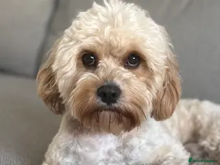 Cavapoo dogs Bambi - Advert 4