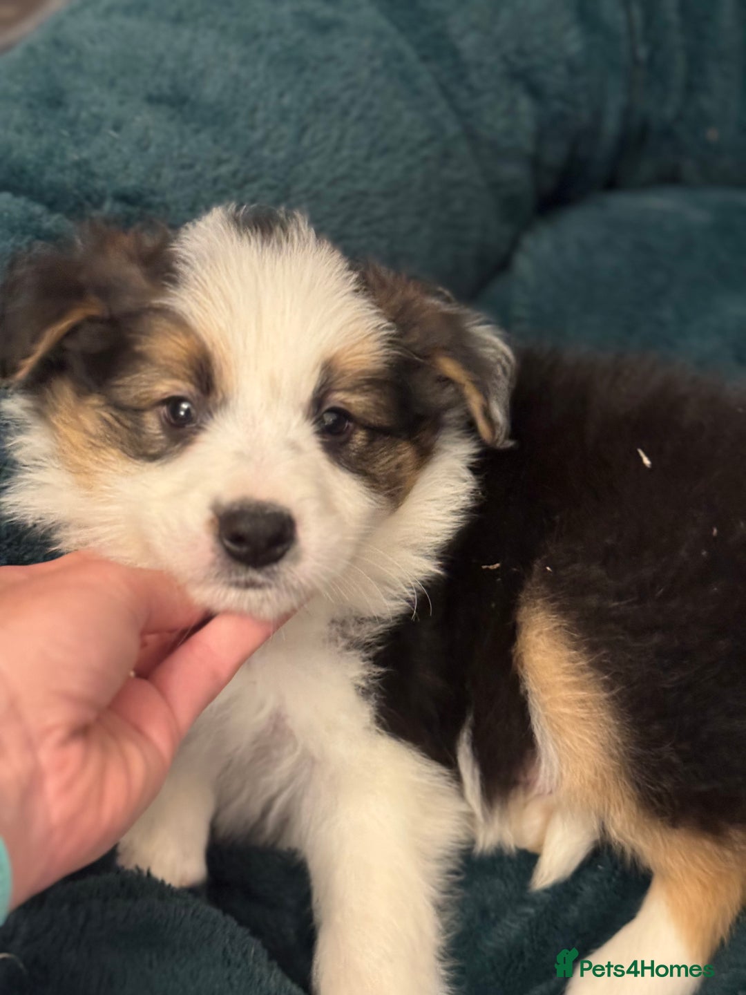 Border Collie dogs for sale: Pure Bred Border Collie Puppies For Sale - Advert 23