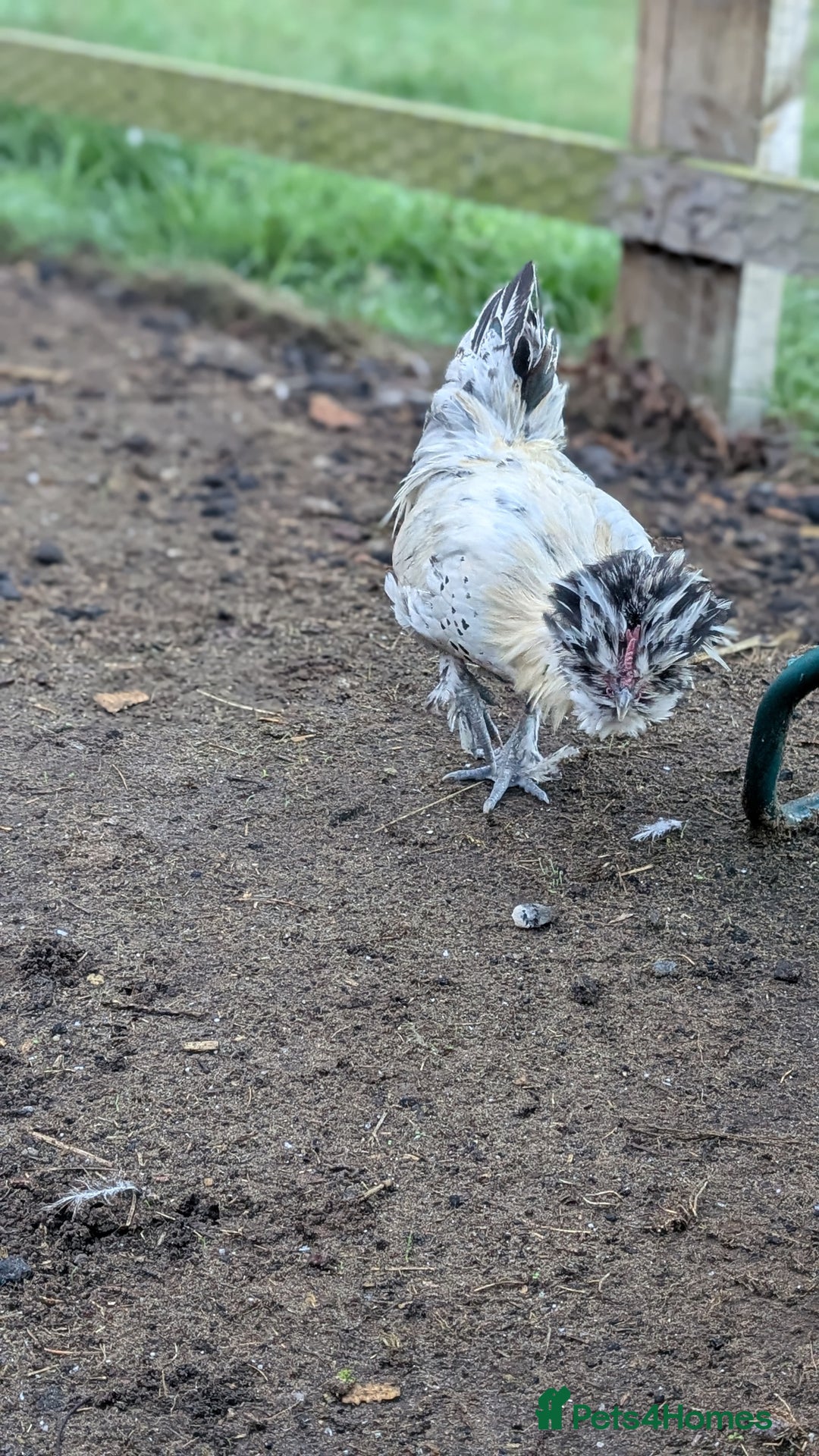 Chickens poultry for sale: Mixed Polish x Silkie Cockerel - Image 4