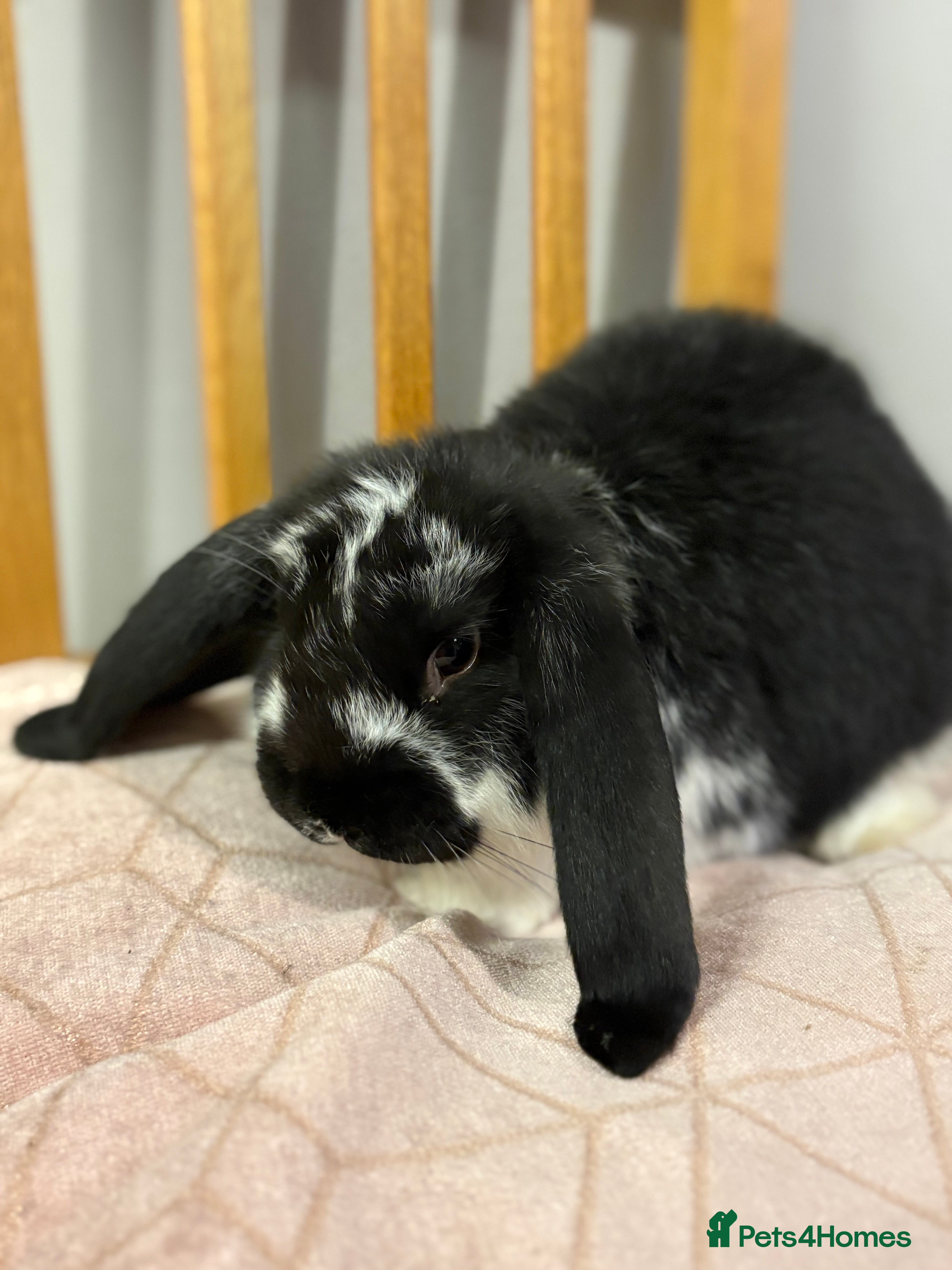 French Lop rabbits Gorgeous French lop babies  - Advert 3