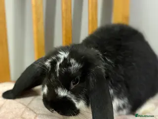 French Lop rabbits Gorgeous French lop babies - Advert 4