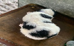 Bernedoodle dogs for sale: Standard Size Bernedoodle  - Image 17