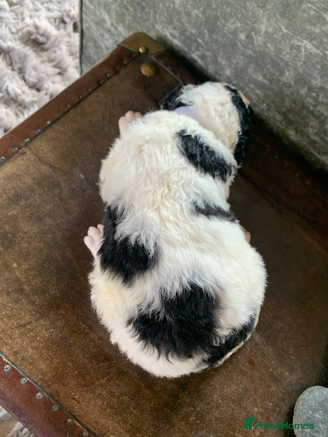 Bernedoodle dogs for sale: Standard Size Bernedoodle  - Image 17