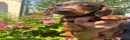 Miniature Dachshund dogs for sale: Puppy for Sale Outstanding KC Male Mini Dachshund  - Advert 24
