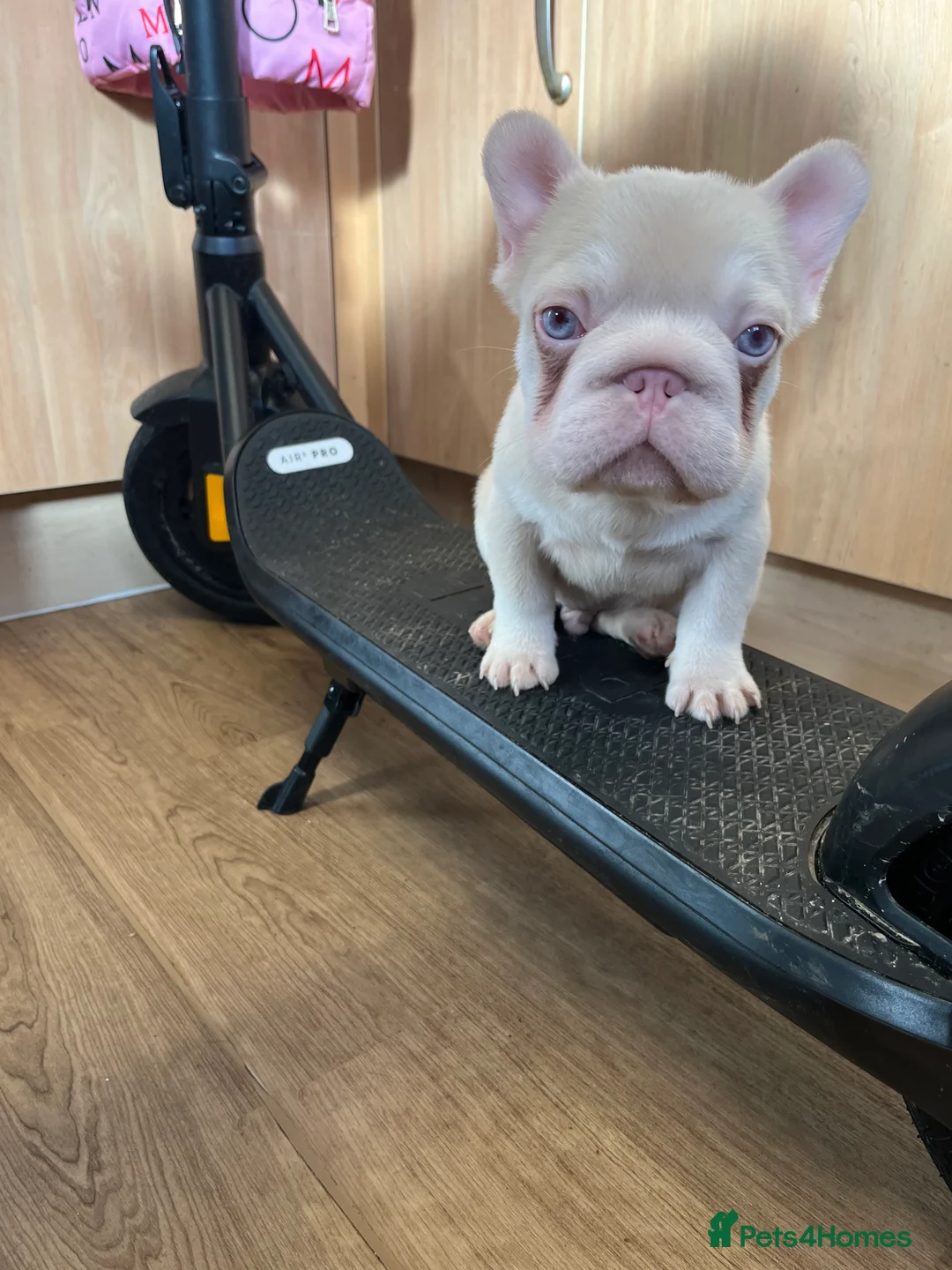 French Bulldog dogs for sale: French bulldog full pink, blue tan pink carrier  - Advert 1
