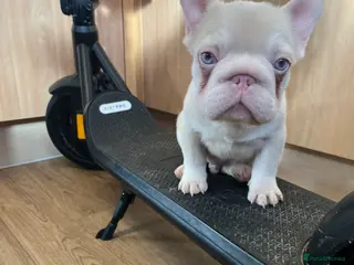 French Bulldog dogs French bulldog 2 males.One full pink,one blue tan - Advert 13