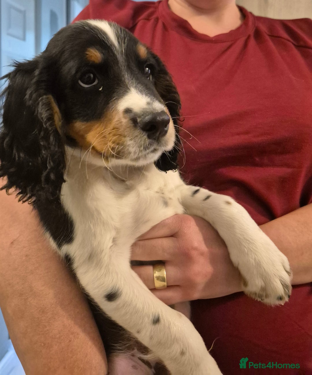 Cocker Spaniel dogs for sale: Working cocker spaniel  - Image 1