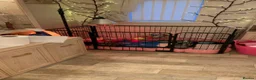 Cavapoo dogs for sale: Curly Toy Cavapoo’s from health tested parents - Advert 33