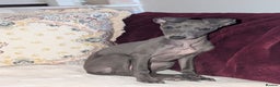 Italian Greyhound dogs for sale: Italian grey hound female  - Advert 3