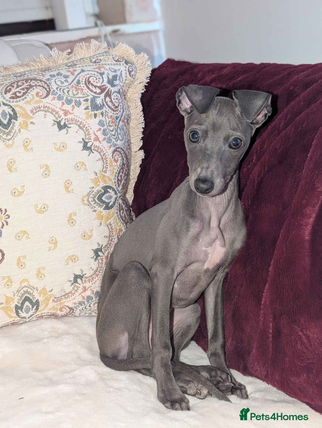 Italian Greyhound dogs for sale: Italian grey hound female  - Advert 3