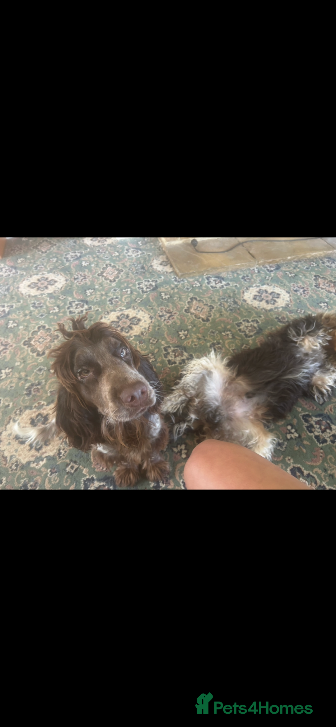 Cockapoo dogs for sale: Two puppies for sale under a year old  - Advert 3