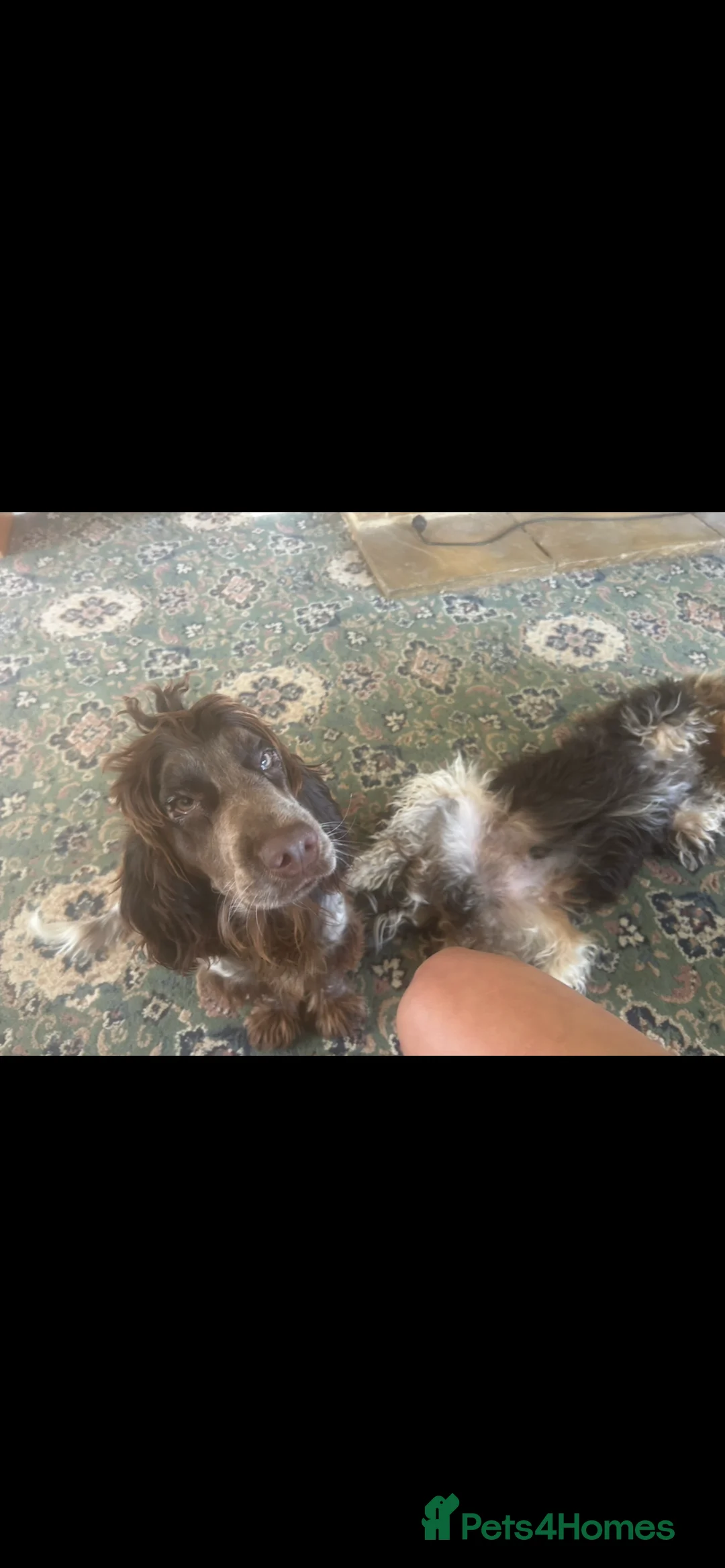 Cockapoo dogs for sale: Two puppies for sale under a year old  - Advert 4