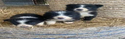 Border Collie dogs for sale: Border collie sheep dog pups for sale  - Advert 6