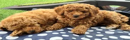 Miniature Poodle dogs for stud: Small RKC registered Miniature Phantom Poodle - Advert 30