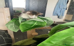 Mixed Breed cats for sale: Kitties - Image 4