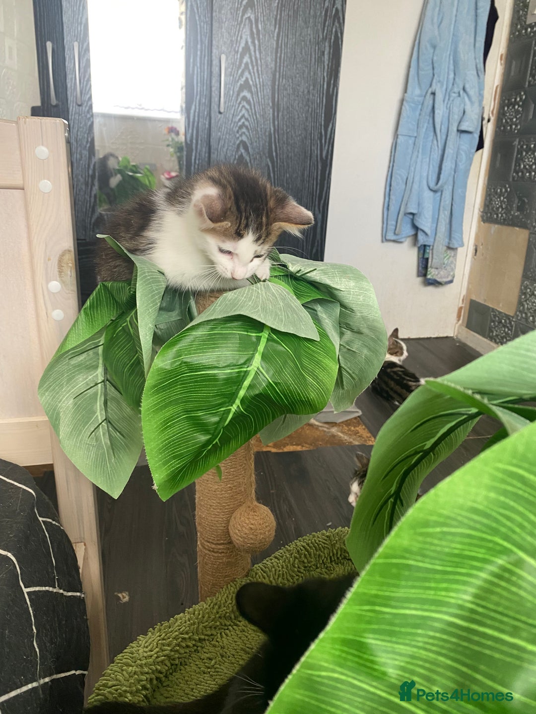 Mixed Breed cats for sale: Kitties - Image 4