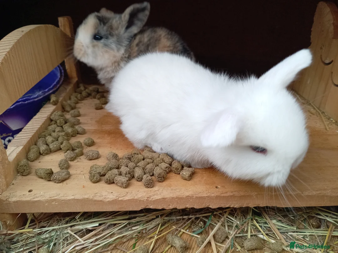Mixed Breed rabbits for sale: Baby lop rabbits  - Advert 2