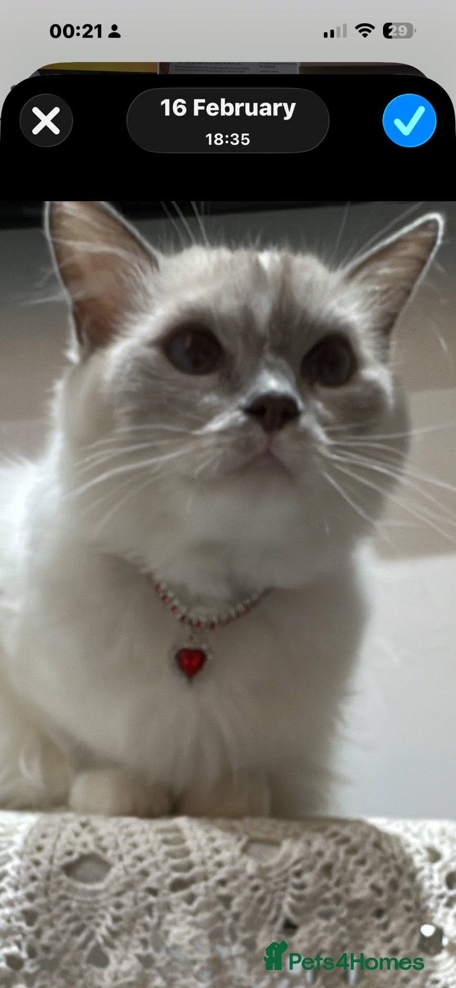 Ragdoll cats for sale: One Tabby and a Ragdoll  - Advert 17