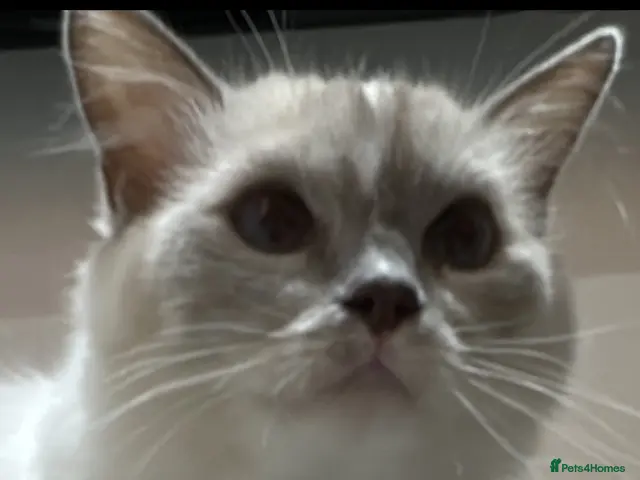 Ragdoll cats for sale: One Tabby and a Ragdoll - Advert 14